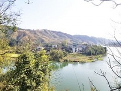 浙江茶山加盟，湖州轉(zhuǎn)運(yùn)珍茶，浙江茶山租賃，浙江眾扶農(nóng)業(yè)